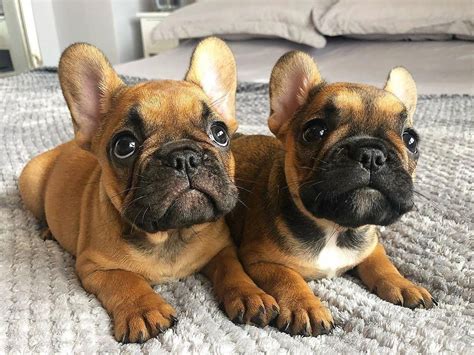 Französische Bulldogge kaufen .